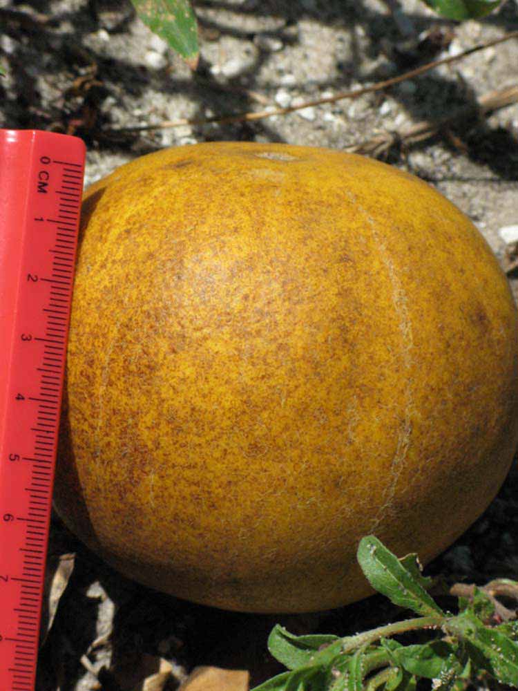            Fruit (Winter Haven, FL)   